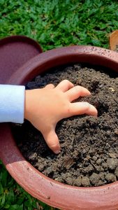Plantando girassóis: aprendizado que começa com as mãos na terra